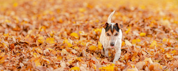 Cute little Jack Russell Terrier dog has a lot of fun in autumn leaves and is playing alone with leaves