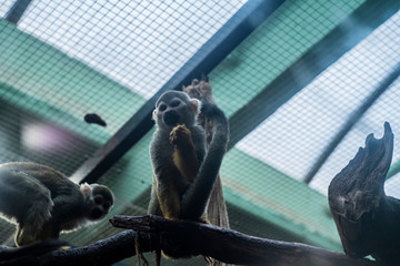 małpka Sajmiri wiewiórcza w zoo © ghj