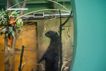 Arirania amazońska Wydra olbrzymia zoo - obrazy, fototapety, plakaty