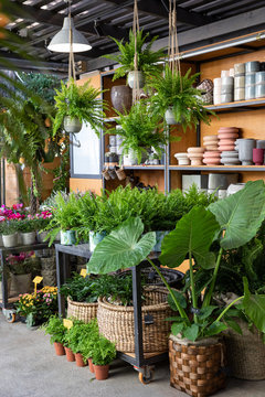 Variety of potted ferns such as Nephrolepis, Davallia, Adiantum and other plants at the greek garden shop in October.