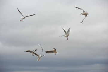 Games of gulls, rivalry, counter-competition. Dominance in society.