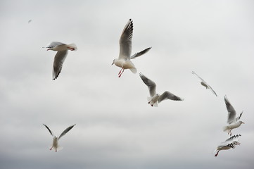 Games of gulls, rivalry, counter-competition. Dominance in society.