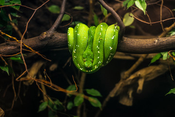 zielony Boa psiogłowy Corallus caninus emerald tree boa wiszący symetrycznie na gałęzi drzewa...