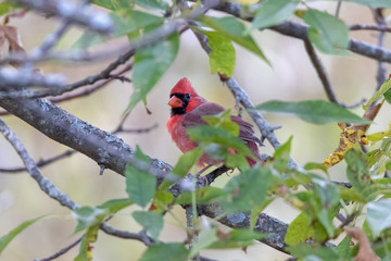Northern Cardinal Male hiding in tree branches