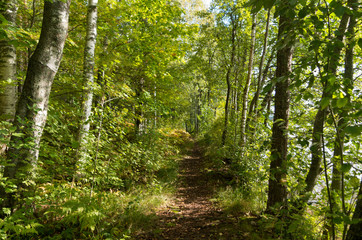 path in the forest
