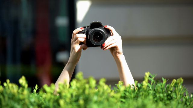Woman hands holding photo camera behind park bush, private detective, spying