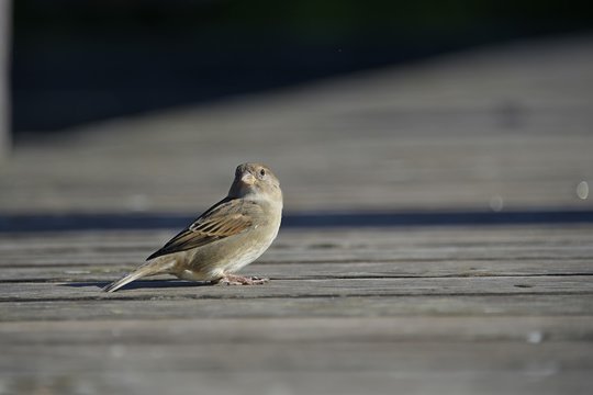 a cute little sparrow 