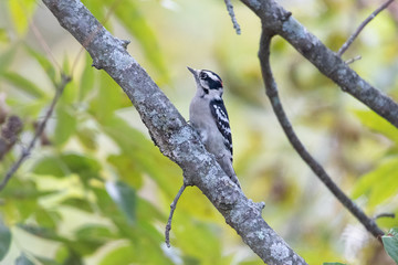 Small woodpecker sitting on tree branch