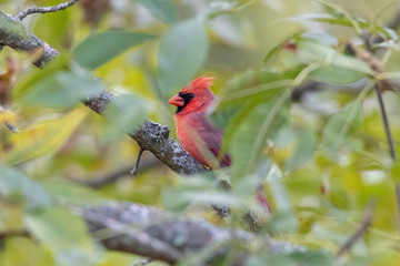 Northern Cardinal Male hiding in tree branches