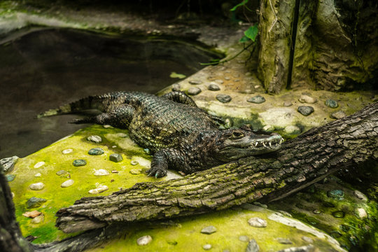 Kajman duża jaszczurka portret zoo
