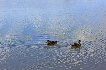 two ducks swimming in a lake