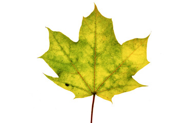 Herbstblatt Freisteller