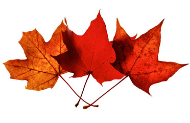 Herbstblatt Freisteller