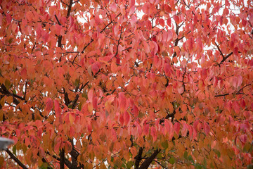 Autumn comes once more. The leaves of the trees imperceptibly mark with their presence the end of summer.