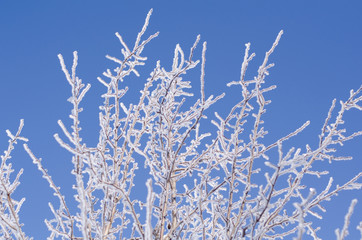 branches of trees in the frost against the blue sky
