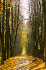 Fototapeta premium Beautiful autumn Park, trees on the alley with a bench