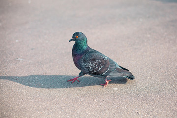 Dove walking on the road close up