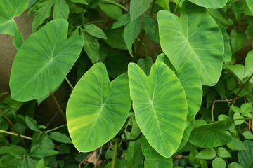 Fototapeta na wymiar colocasia esculenta, colocasia antiquorum schott leaves