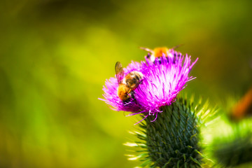 bees collecting nectar on thistle flower