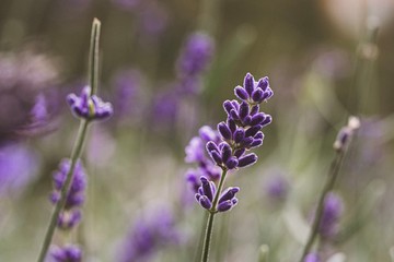 Lavendel 