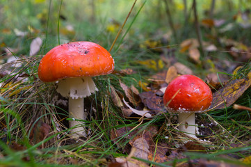 Two red toadstools grow in the grass in autumn