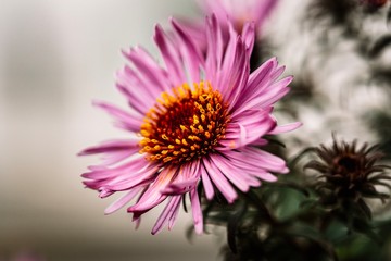 Pink aster