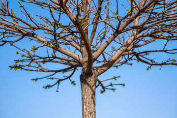 Allphotokz Wood 20130412 3557 1DM3