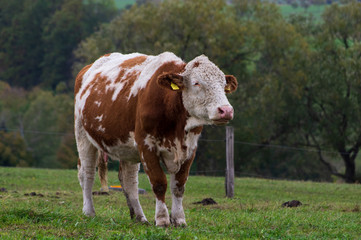 Fototapeta na wymiar brown and white cow in a field