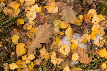 Autumn fall dry brown leaves on ground in forest close up
