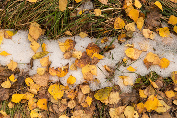Yellow leaves with snow background texture. Autumn fall concept