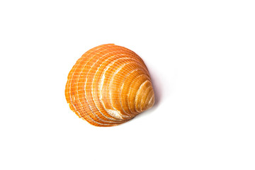 seashell isolated on an white background
