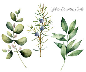 Watercolor juniper and eucalyptus set. Hand painted winter plants with branches and berries isolated on white background. Floral illustration for design, print, fabric or background.