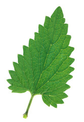 Melissa leaf isolated on white background.