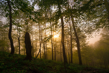 Mountain summer. Fairy misty forest, sunset