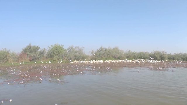 Flock of great white pelicans floating on river