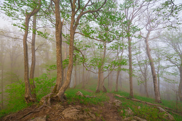 Mountain summer. Fairy misty forest, sunset