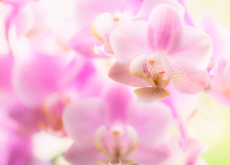 Naklejka na ściany i meble Orchidee, Orchideenblüten, zart, pastell