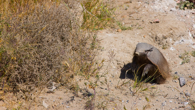Armadillo o Piche (Dasypus sp.), Patagonia, Argentina