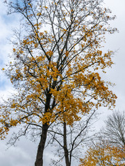 a tree silhouette against the sky with yellow leaves