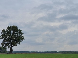 Obraz premium tree in the field