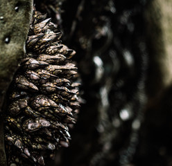 Mussels on a beach coming out of a rock