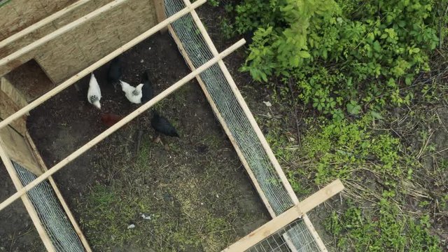 Four chickens in a chicken coop from a bird's eye view.