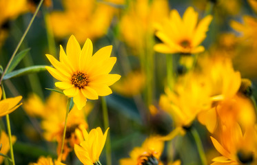 yellow woodland sunflowers