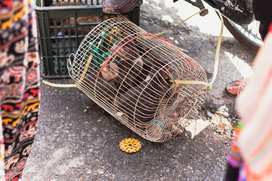 Mercado de animales en vietnam