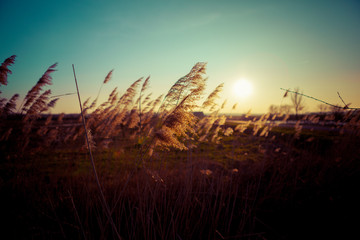 Fototapeta premium grass in the meadow 13