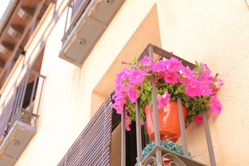 Geranium pink flower pot in balcony veranda Segovia Spain