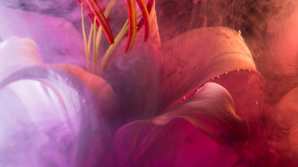 White Lily under water, of pink colour surrounds the flower.