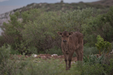 Young cow portrait on the field in Turkey. Alone brown calf. Turkey