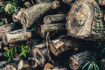 tree trunks