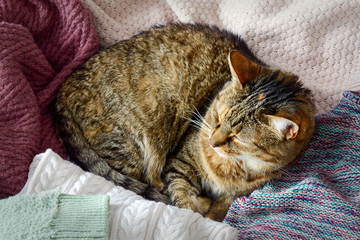 Fototapeta na wymiar Cute content cat sleeps on winter sweaters